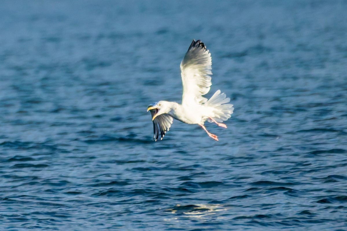 American Herring Gull - ML646286847