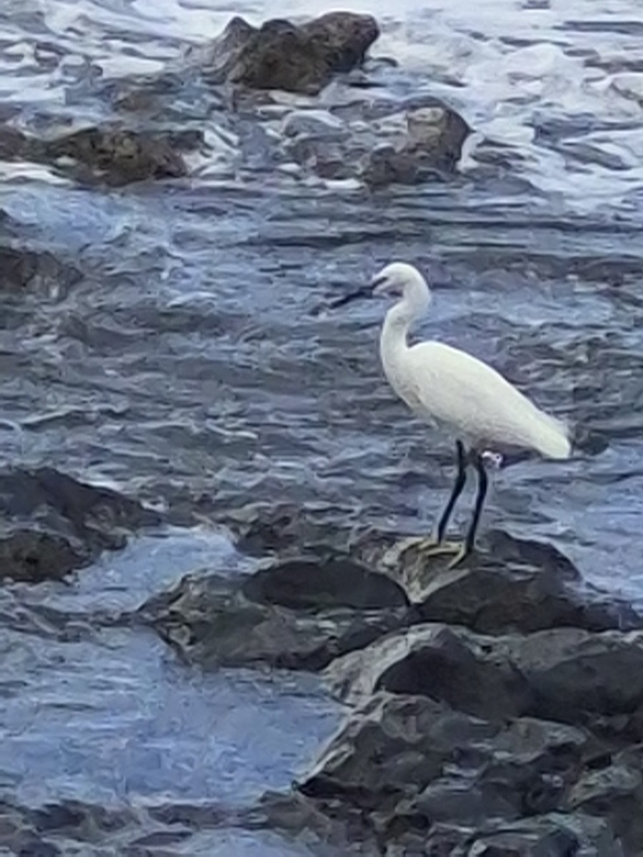 Little Egret - ML646286850