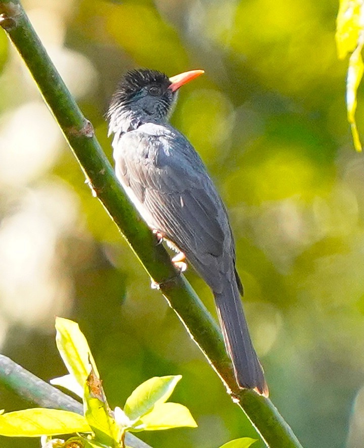 Горована індійська - ML646286852