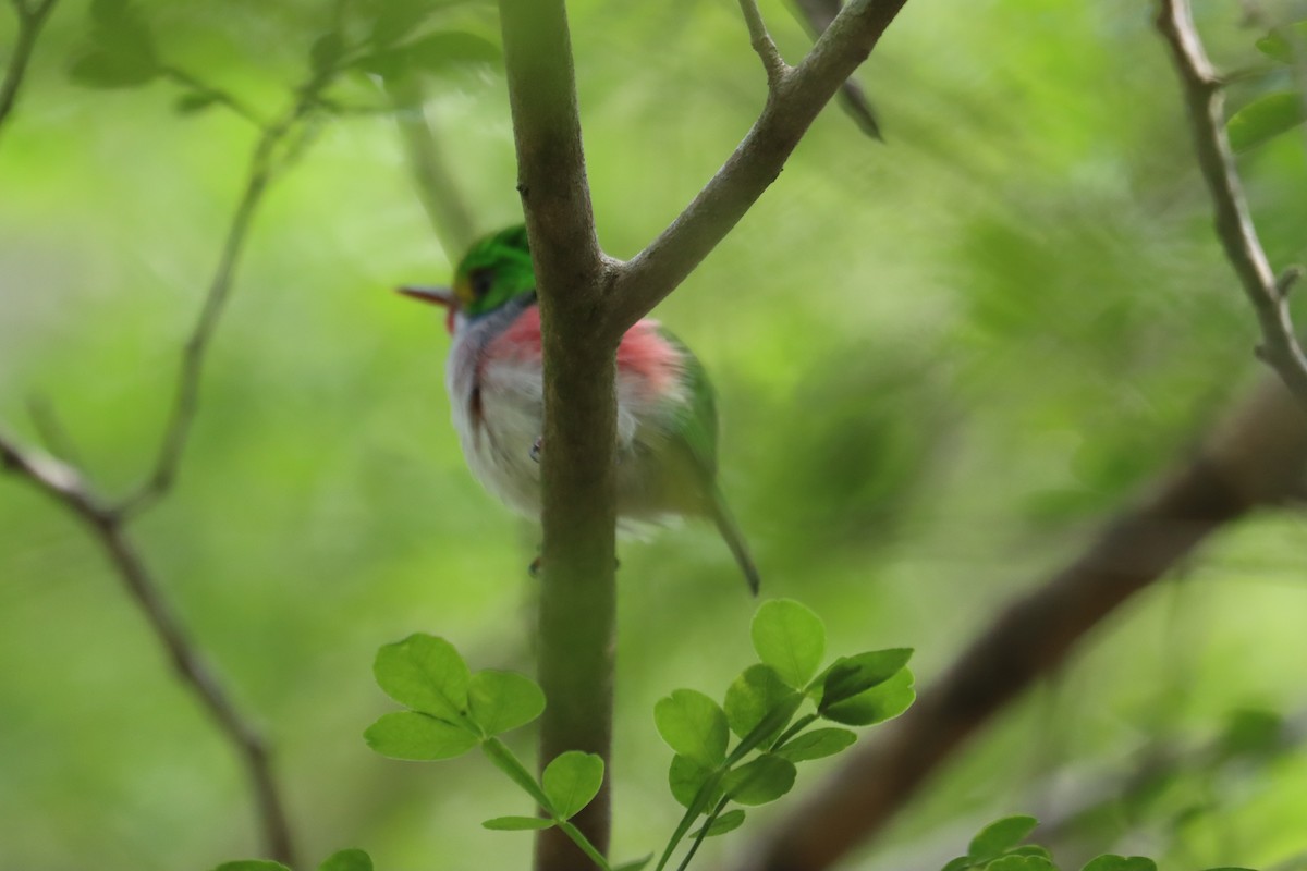 Cuban Tody - ML646286860