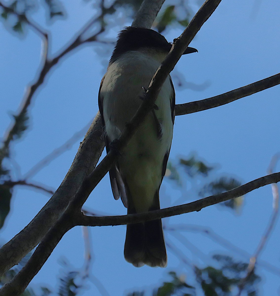 Loggerhead Kingbird - ML646286875