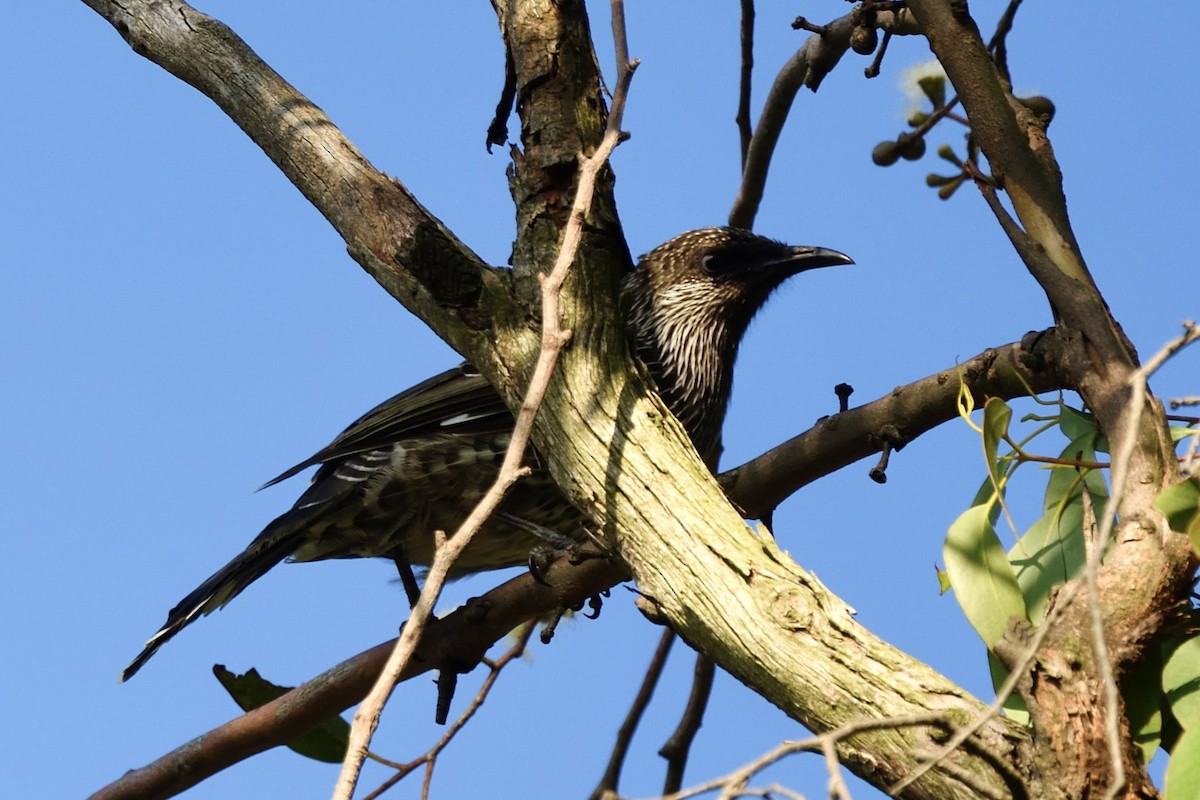 Little Wattlebird - ML646286879