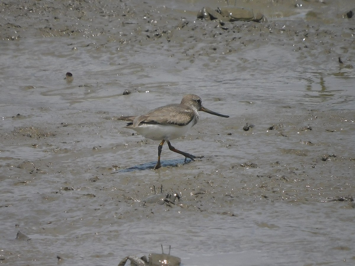 Terek Sandpiper - ML646286885