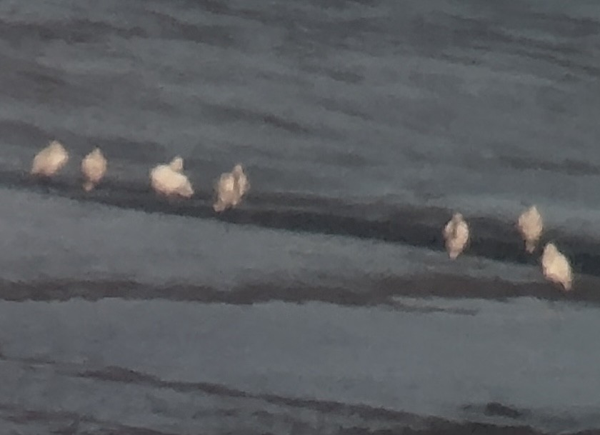 Eurasian Spoonbill - ML646286886