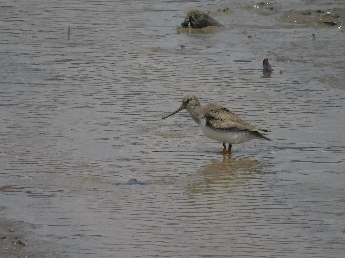 Terek Sandpiper - ML646286892