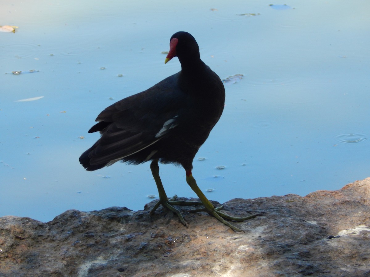 Amerika Sutavuğu - ML646286894