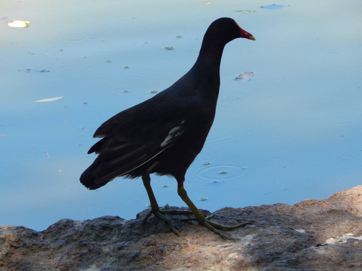 Amerika Sutavuğu - ML646286895