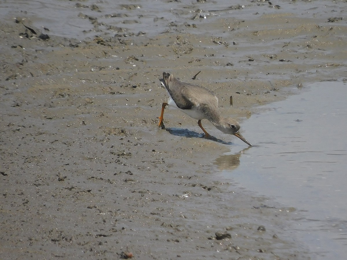 Terek Sandpiper - ML646286900