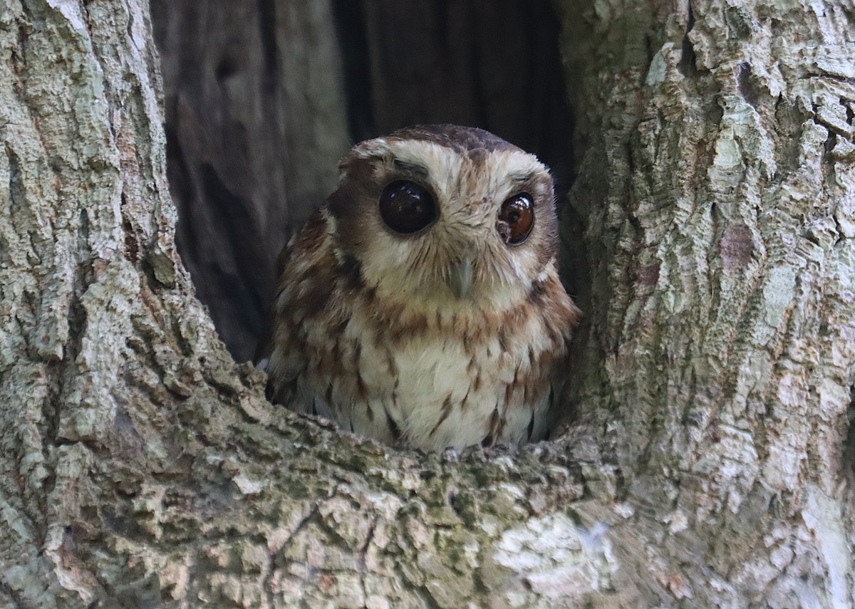 Bare-legged Owl - ML646286902