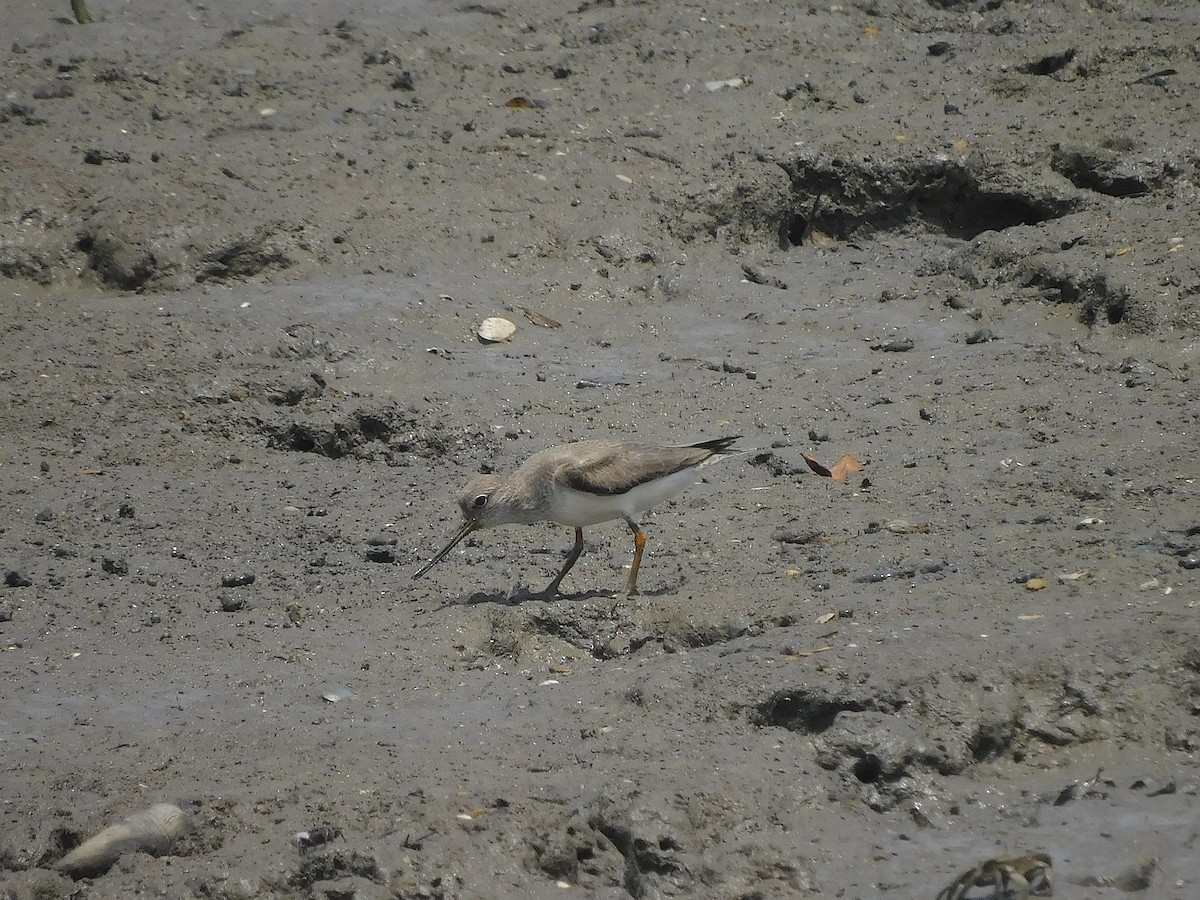 Terek Sandpiper - ML646286904