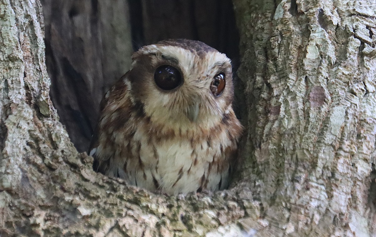 Bare-legged Owl - ML646286907