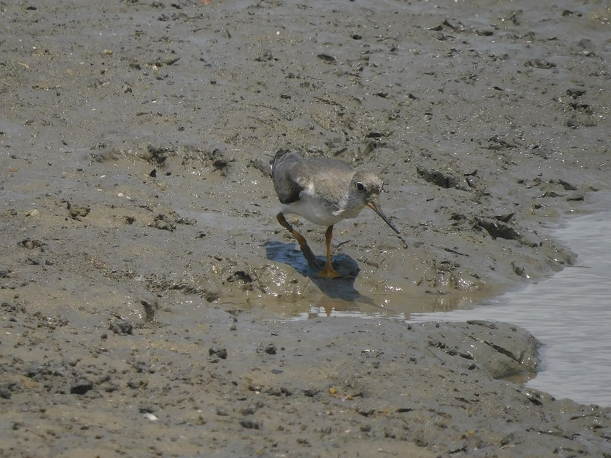 Terek Sandpiper - ML646286915