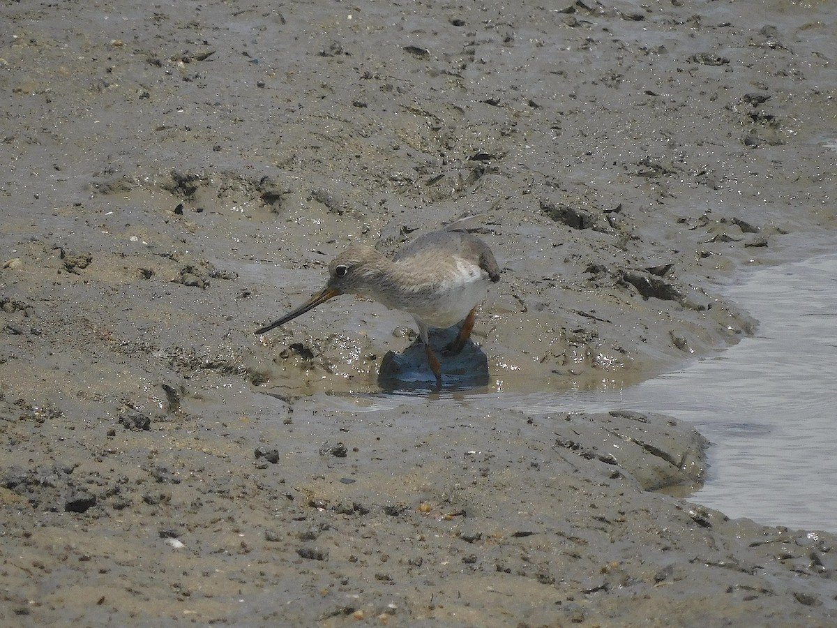 Terek Sandpiper - ML646286916