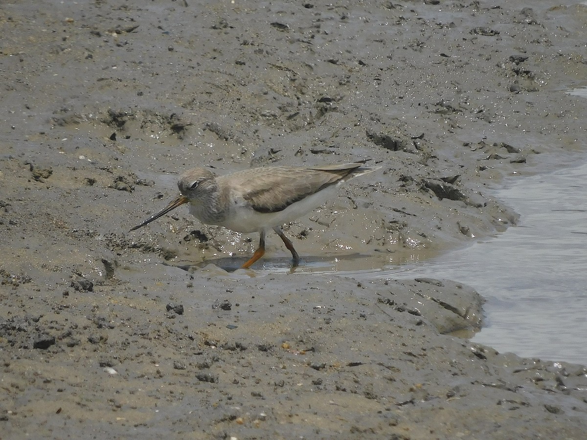 Terek Sandpiper - ML646286920