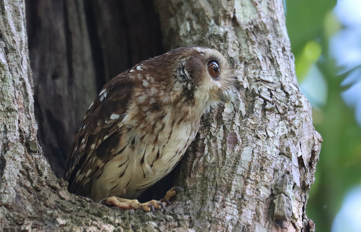 Bare-legged Owl - ML646286923