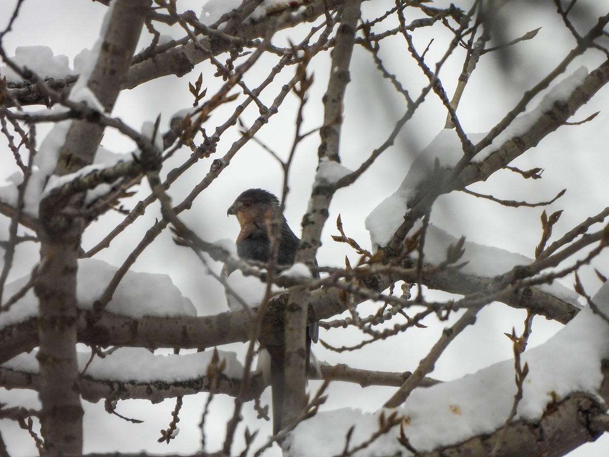 Cooper's Hawk - ML646286924