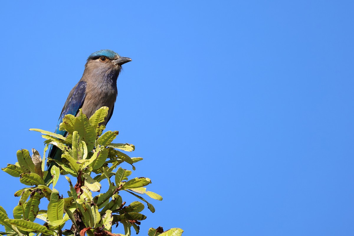 Indochinese Roller - ML646286953