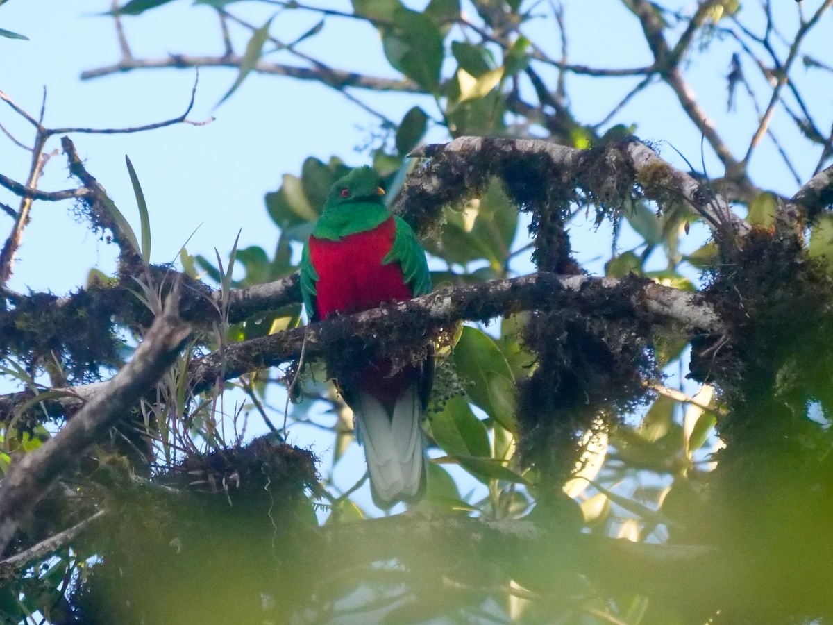 Crested Quetzal - ML646286959