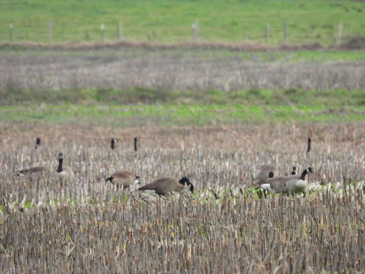 Canada Goose - ML646286964