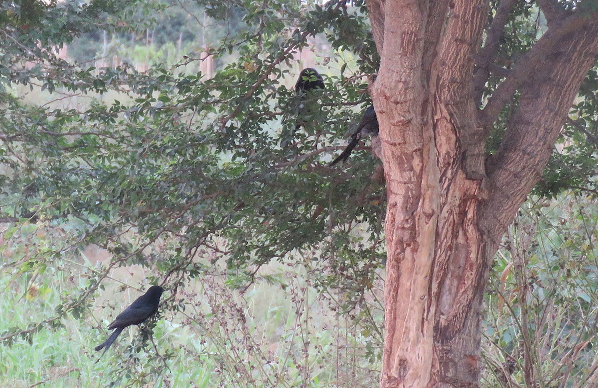 Black Drongo - ML646286969