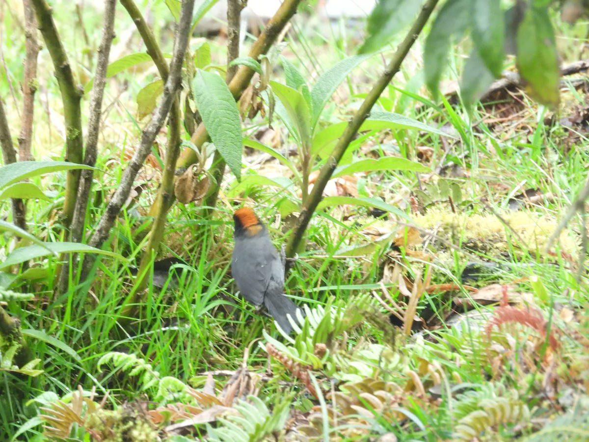 Cuzco Brushfinch - ML646286971