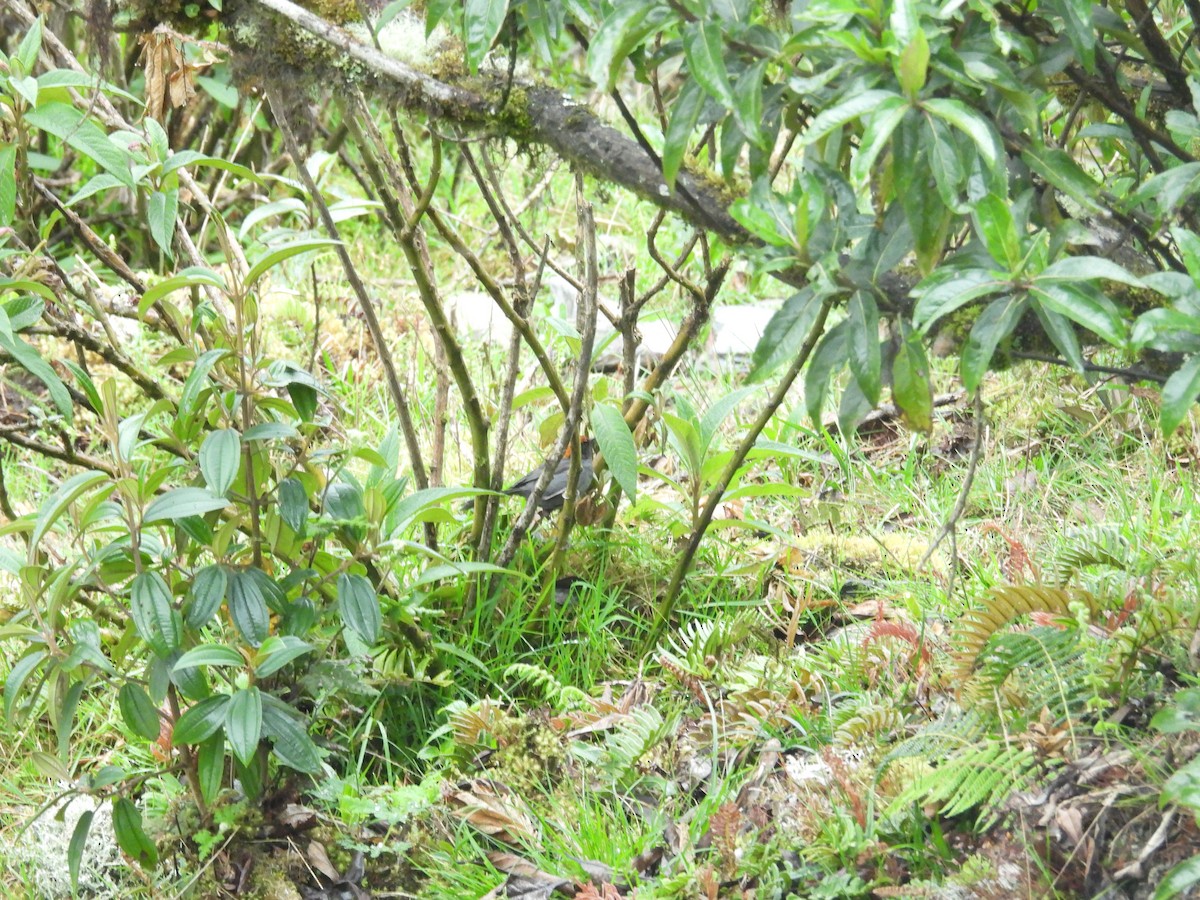 Cuzco Brushfinch - ML646286972