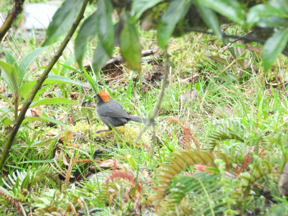 Cuzco Brushfinch - ML646286973