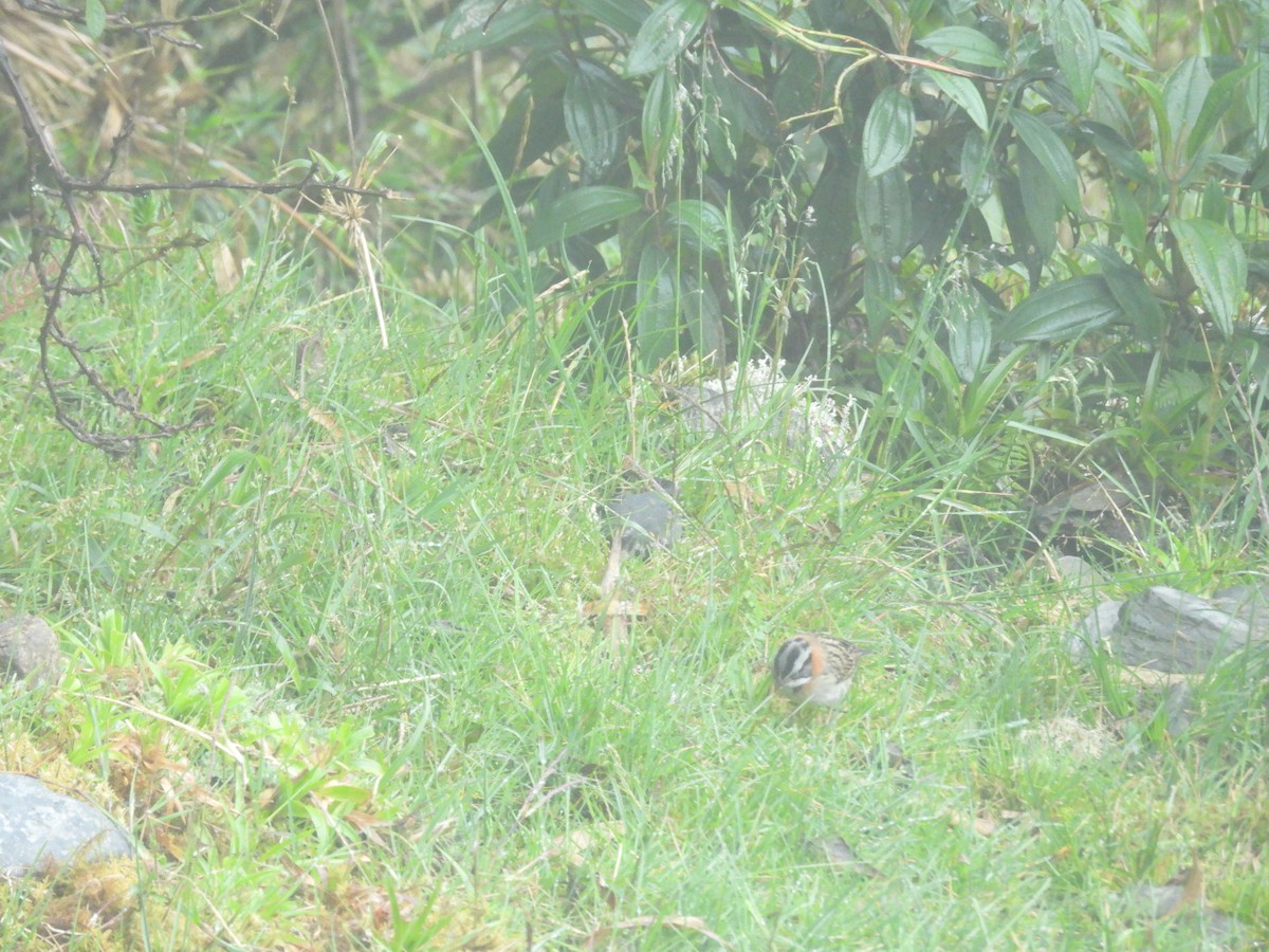 Paramo Seedeater - ML646286990