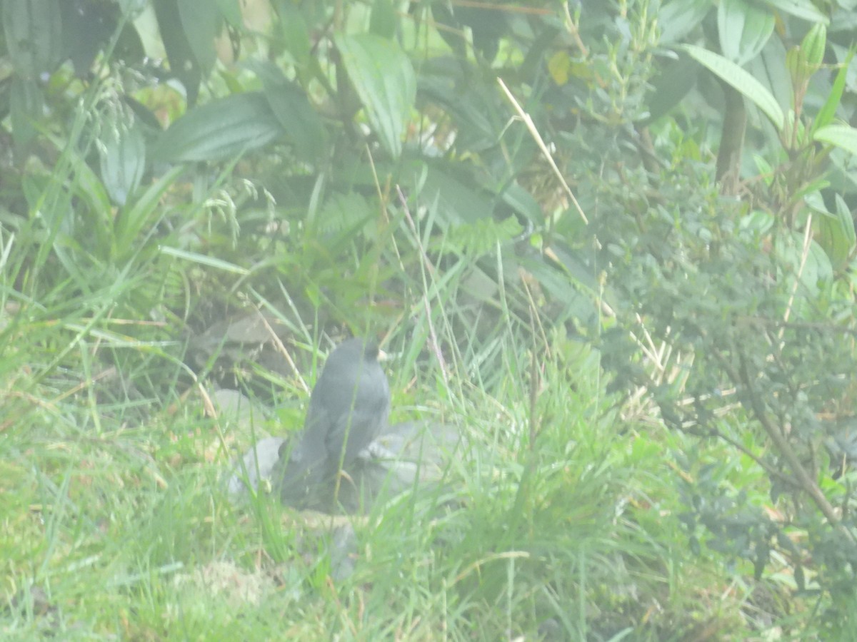 Paramo Seedeater - ML646286991