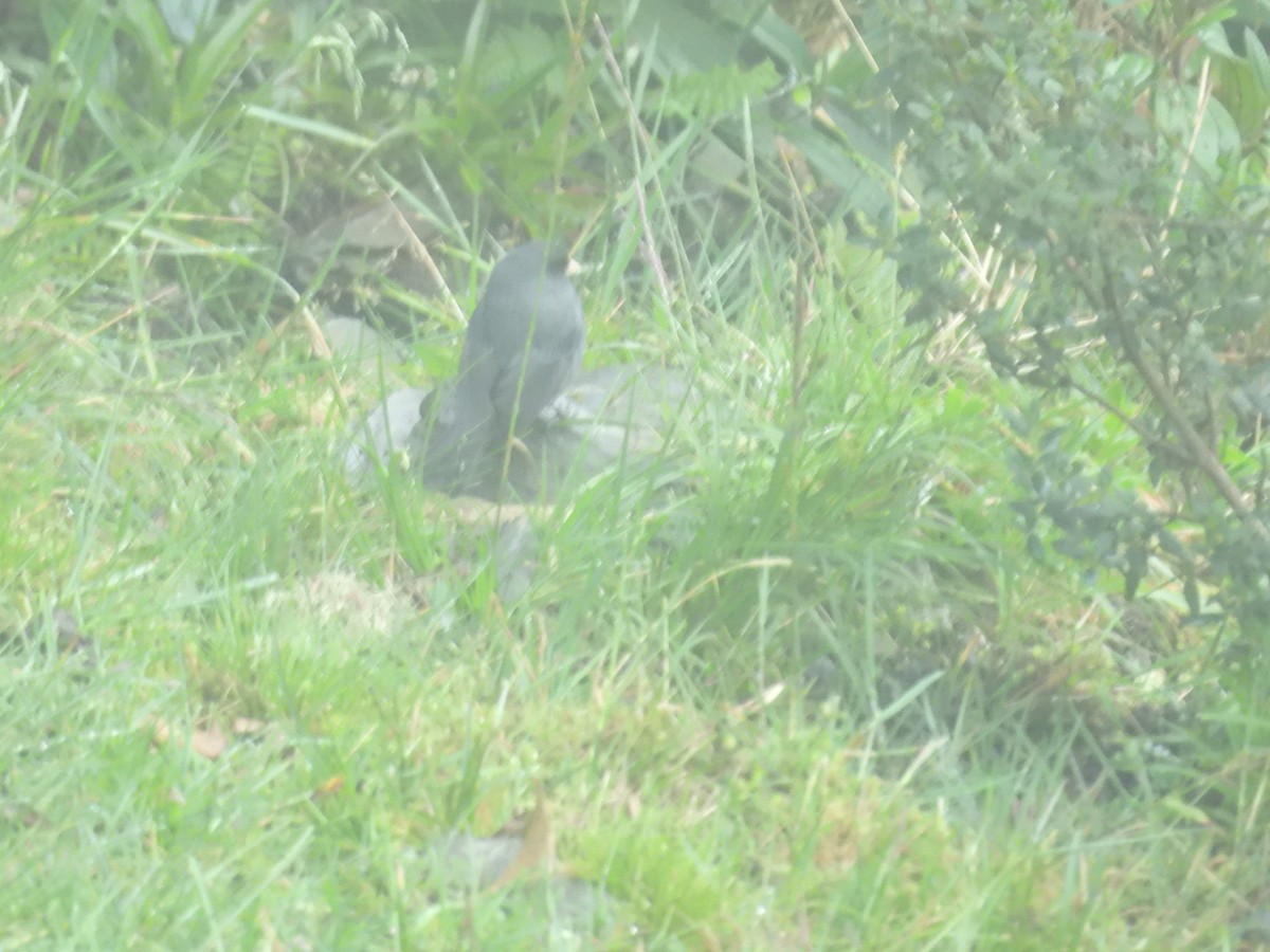 Paramo Seedeater - ML646286992