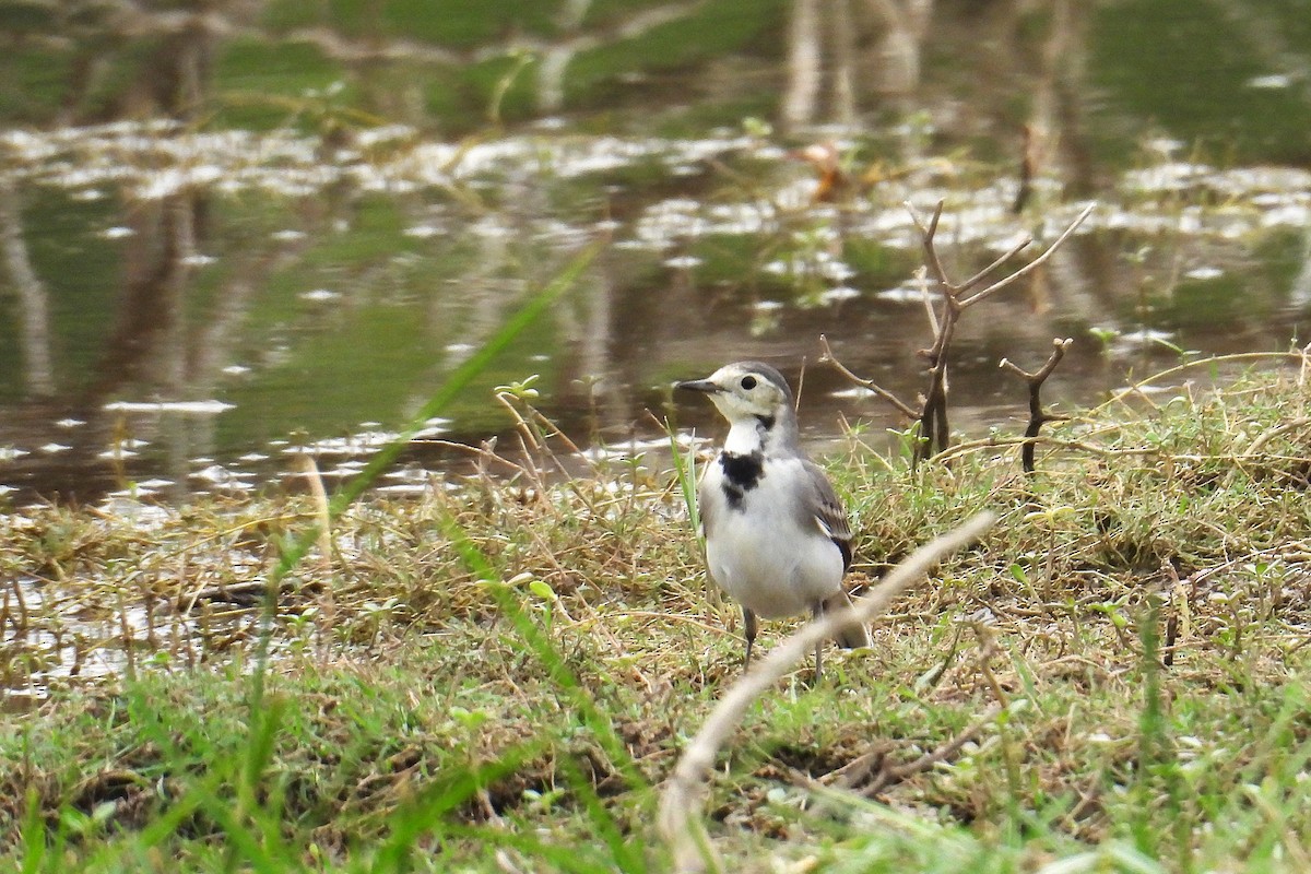 White Wagtail - ML646287022