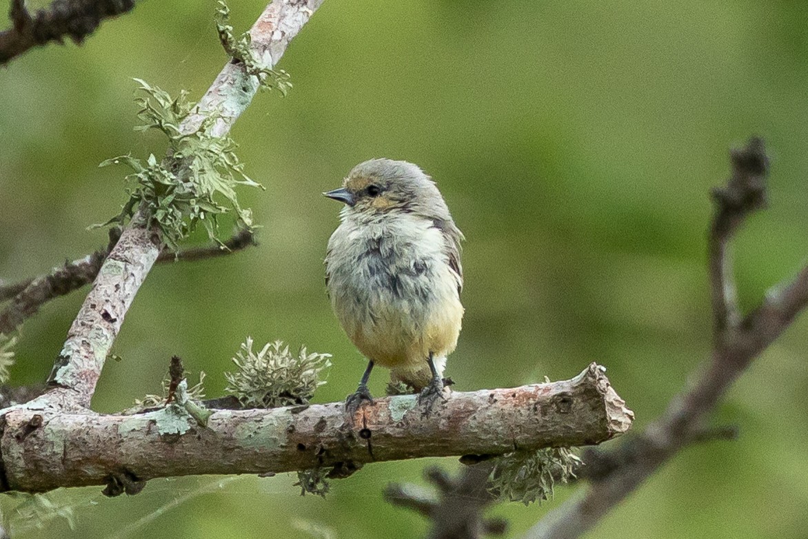 Белолобый ремез [группа caroli] - ML646287026