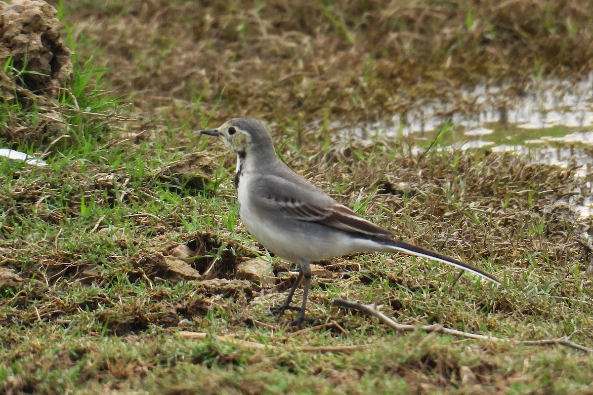 White Wagtail - ML646287037