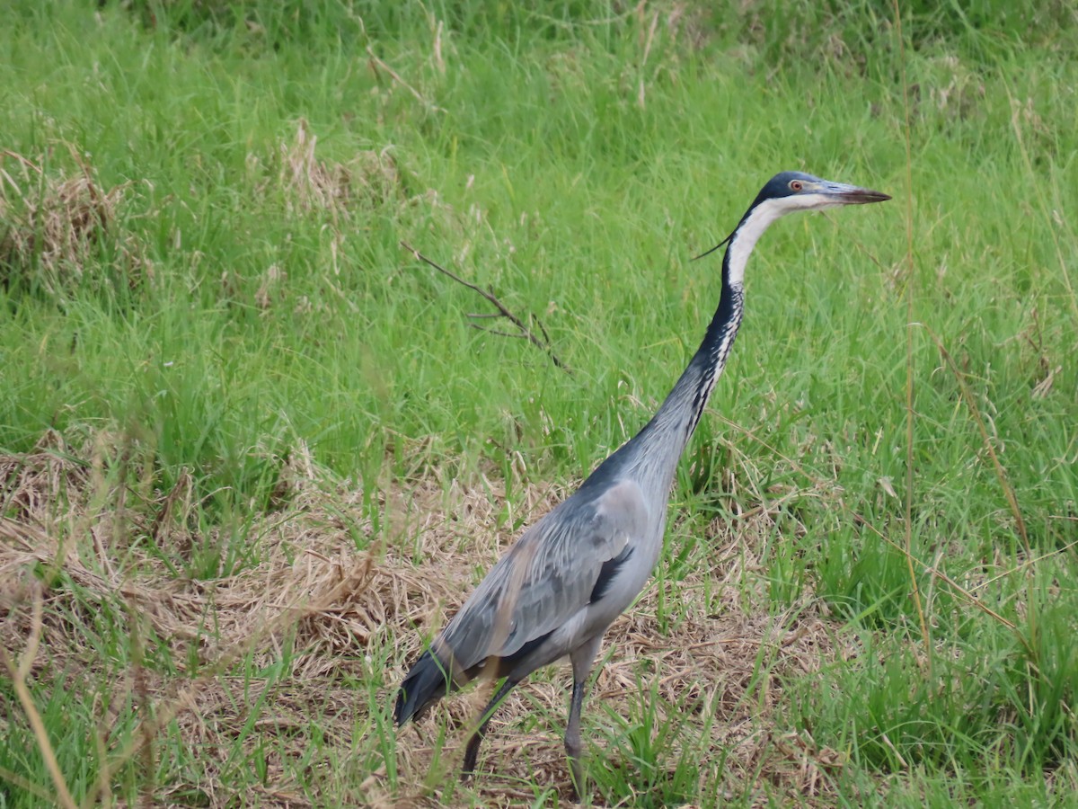 Héron mélanocéphale - ML646287056