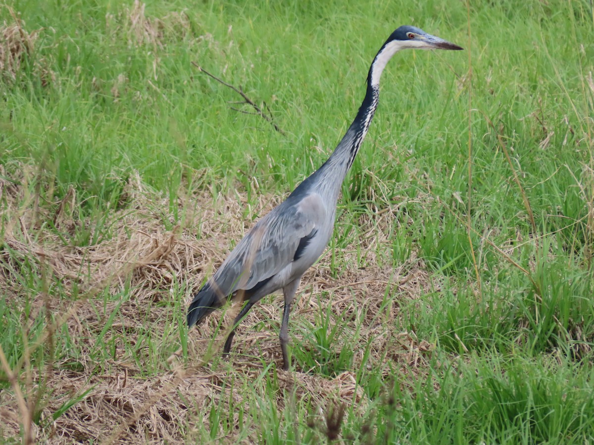 Héron mélanocéphale - ML646287059