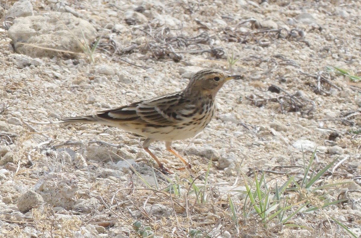 Краснозобый конёк - ML646287067