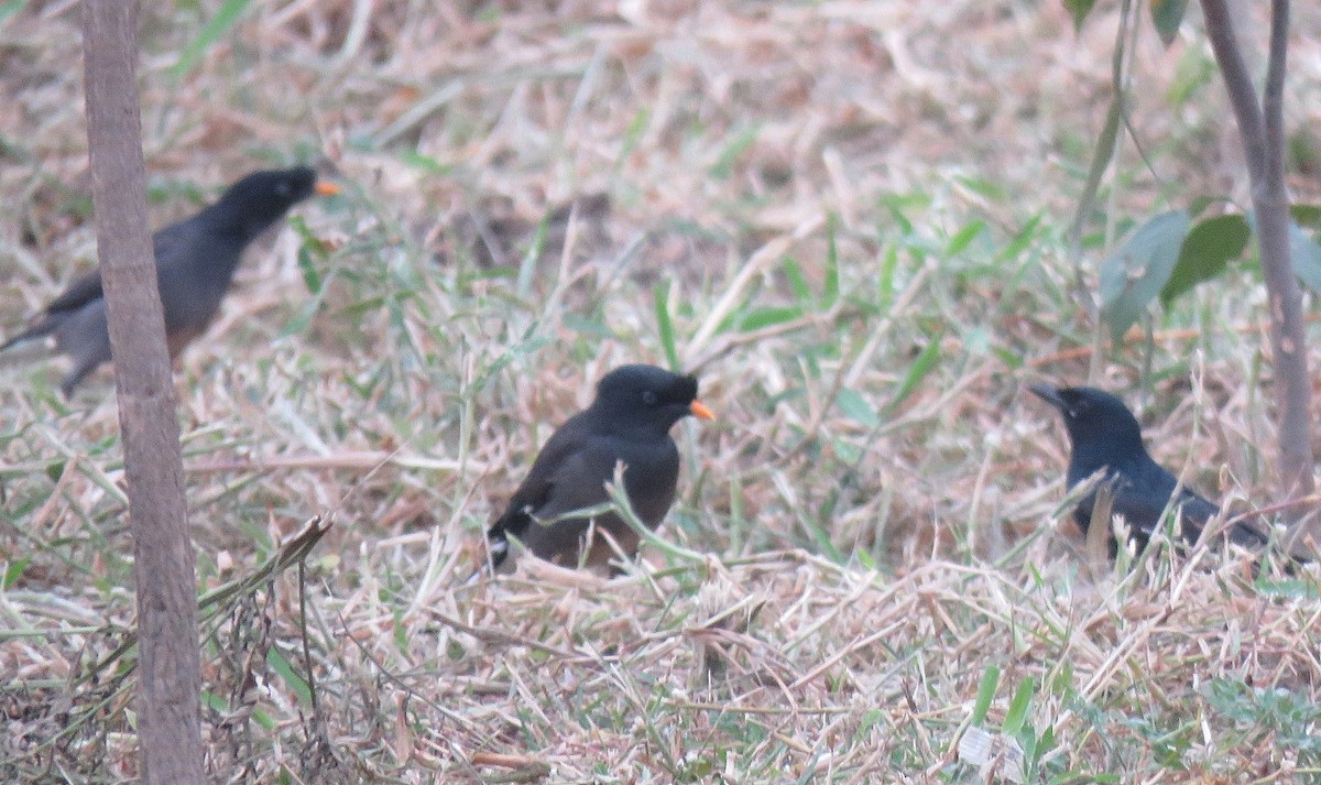 Jungle Myna - ML646287068