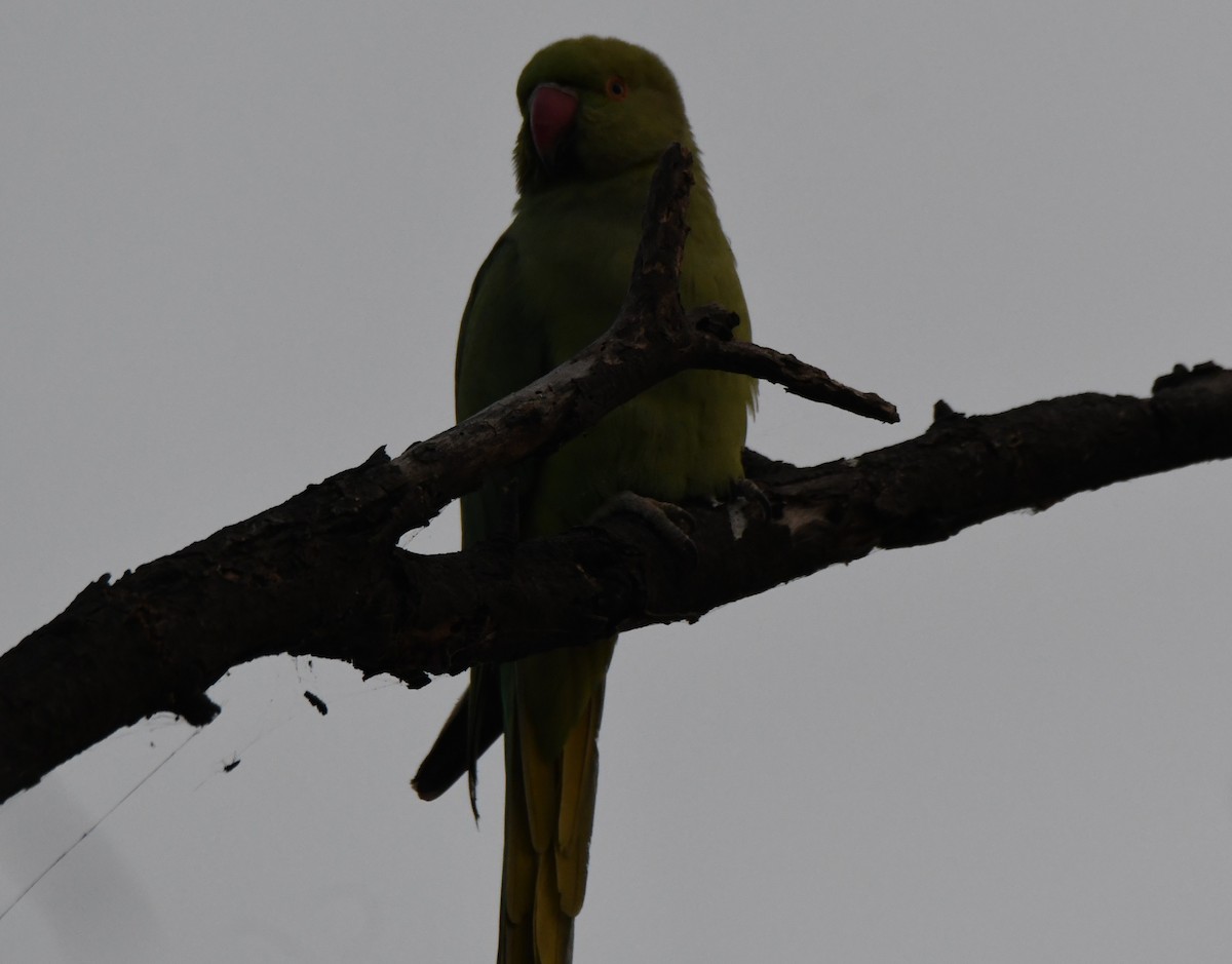 Попугай Крамера - ML646287071