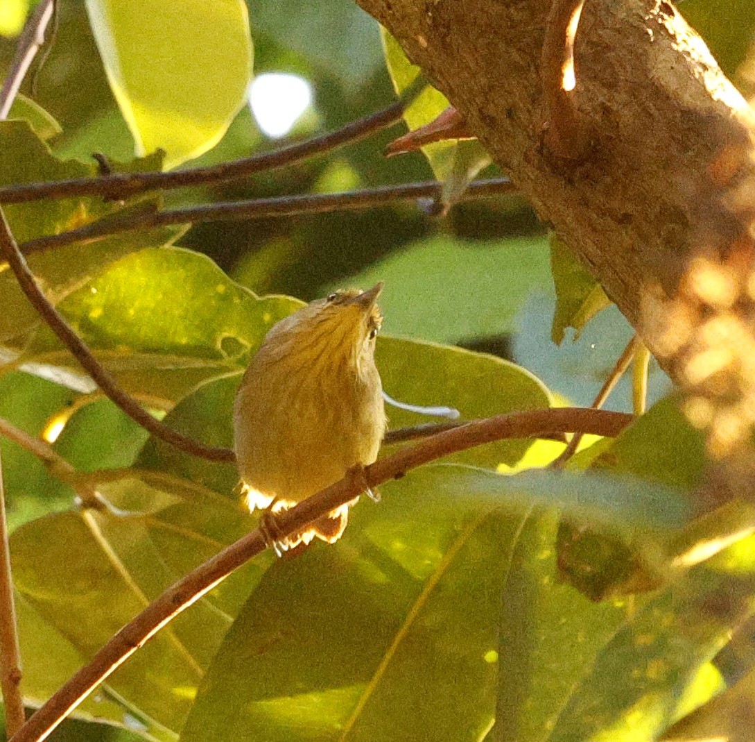 Желтогрудая тимелия - ML646287072