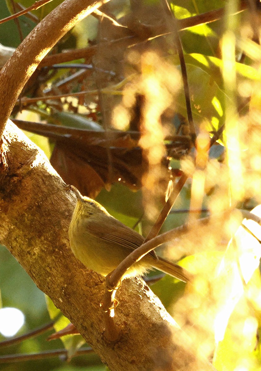 Желтогрудая тимелия - ML646287073