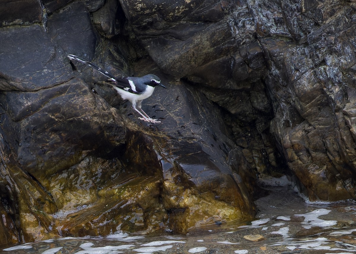 Сероспинная вилохвостка - ML646287074