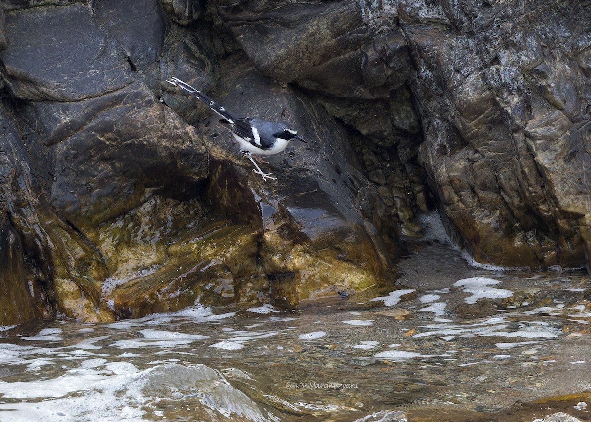 Сероспинная вилохвостка - ML646287075