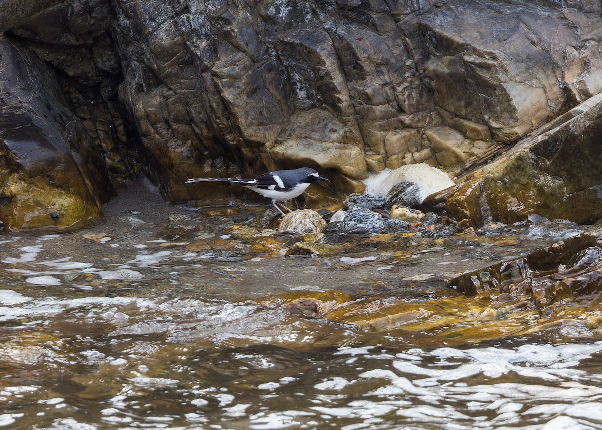 Сероспинная вилохвостка - ML646287076