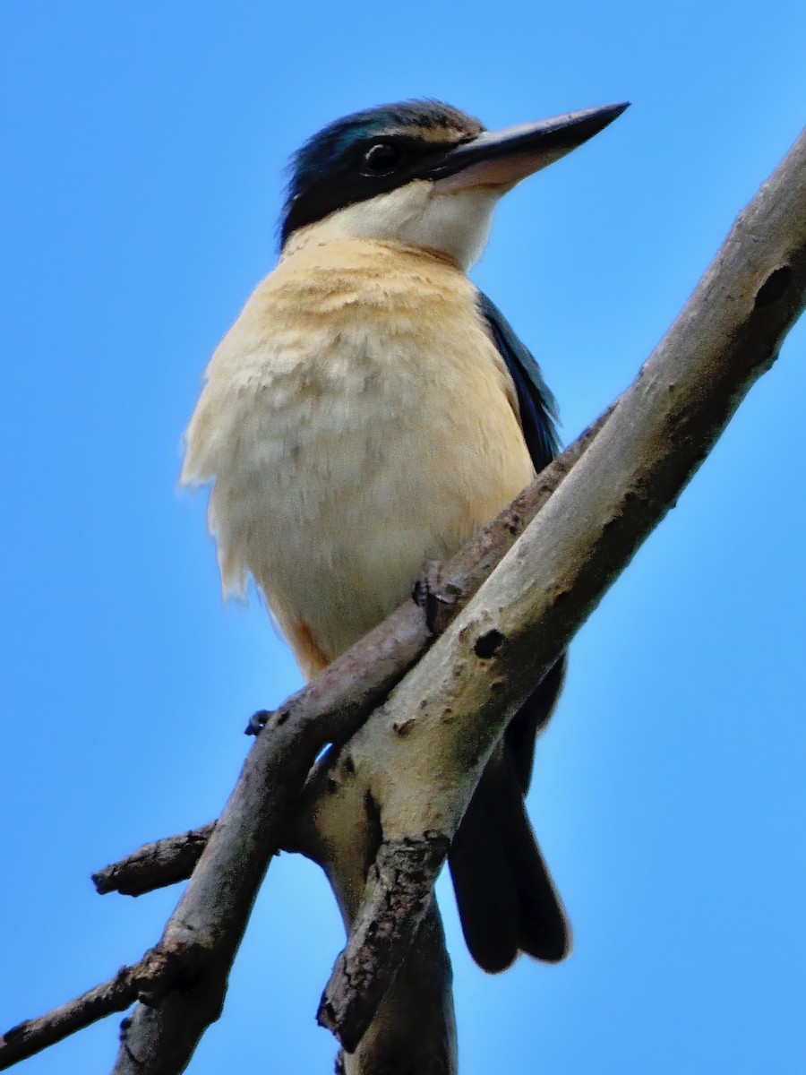 Священная альциона (sanctus) - ML646287077