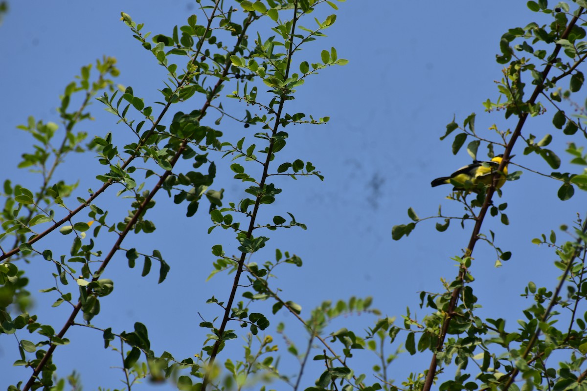 Пестрокрылая йора - ML646287080