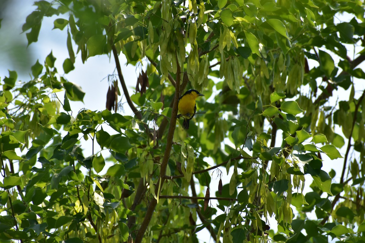 Пестрокрылая йора - ML646287081