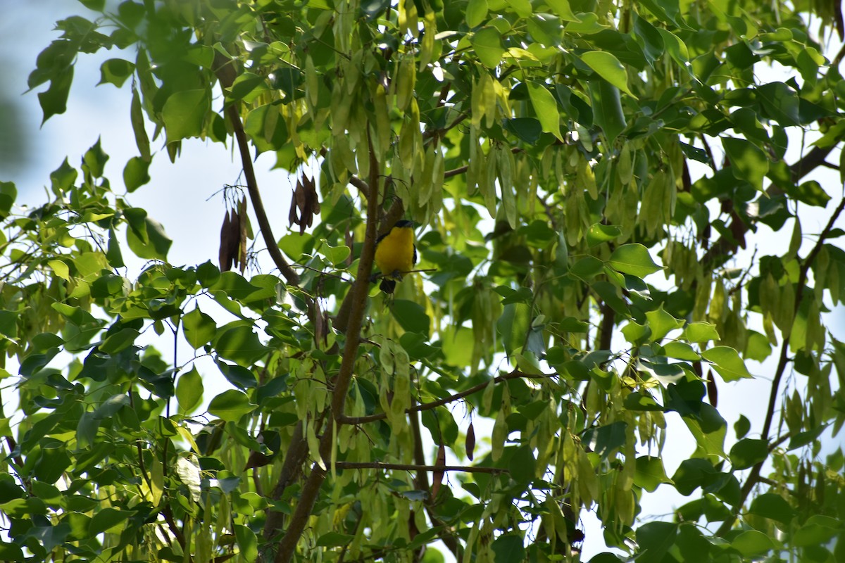 Пестрокрылая йора - ML646287082