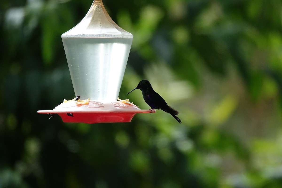 Фиолетоволобая талурания - ML646287083