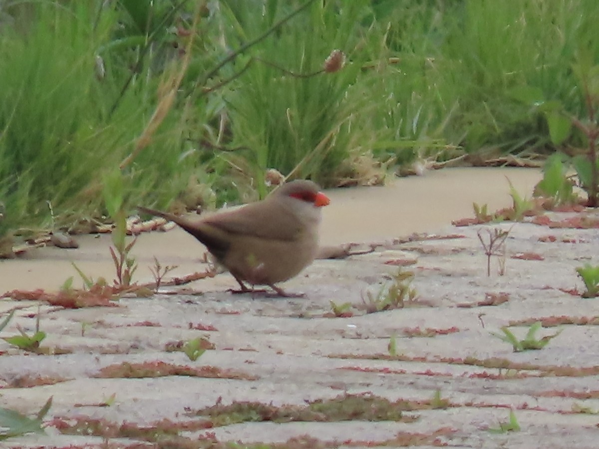 Волнистый астрильд - ML646287085