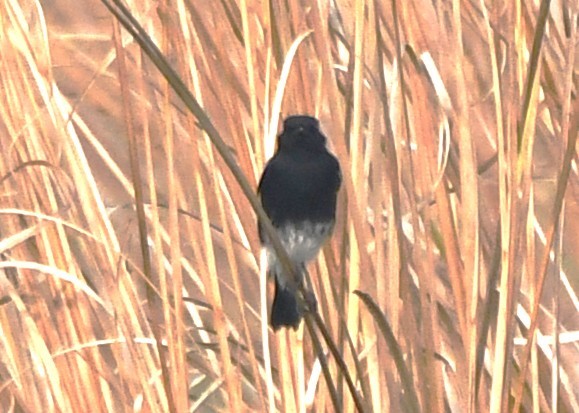 Черный чекан - ML646287086